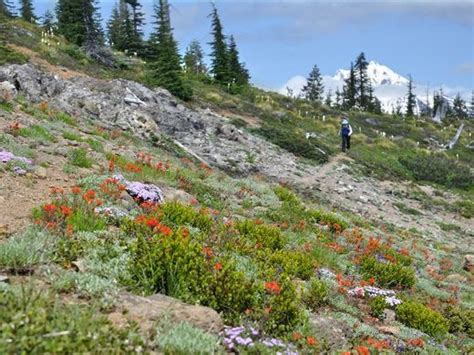 Oregon Top 5 Best Summer Wildflower Hikes In Central Cascades