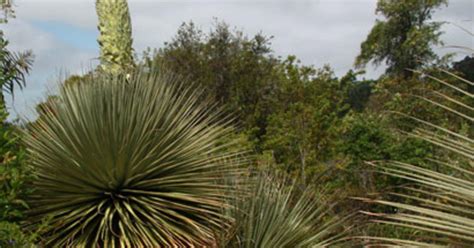They will bloom every year for many years, or even decades. Rare, giant plant set to show off once-a-century bloom ...