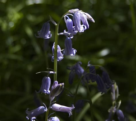 Blue Bell Common Bluebells Photographed In Spring Late Ap Flickr