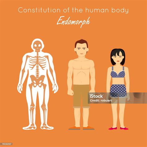 Ilustración De Constitución Del Cuerpo Humano Endomorfismo Endomórfico