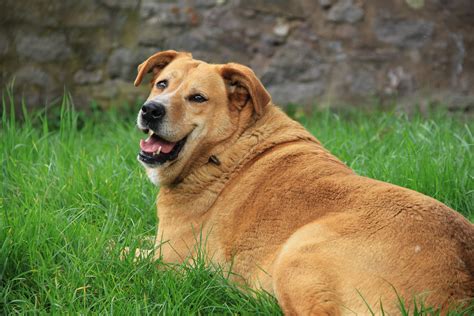 Five Ways Being Overweight Can Harm Your Dogs Health Clinical