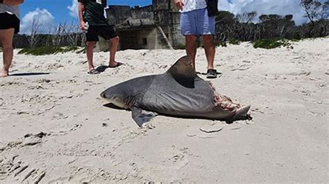 Horrified Tourists Find Half Eaten Shark Washed Up On Australian Beach