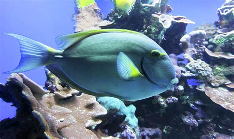 A Surgeon Fish Patrols A Coral Reef Maui Hawaii