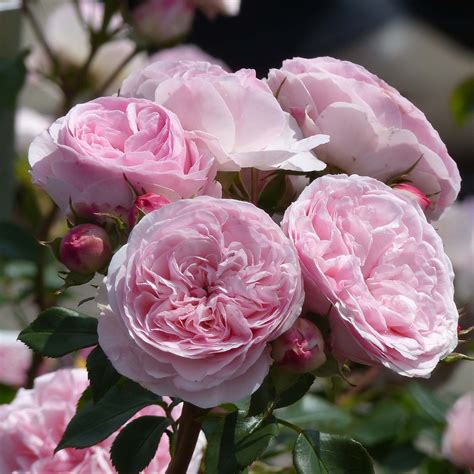 Rosier Arbustif Maria Theresia Rosier Grimpant Rosier Roses David