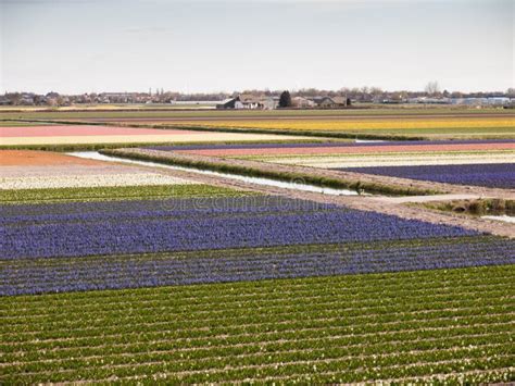 Dutch Flower Fields Stock Image Image Of Tulips Lisse 39095561