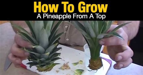 How To Grow A Pineapple Top In Water