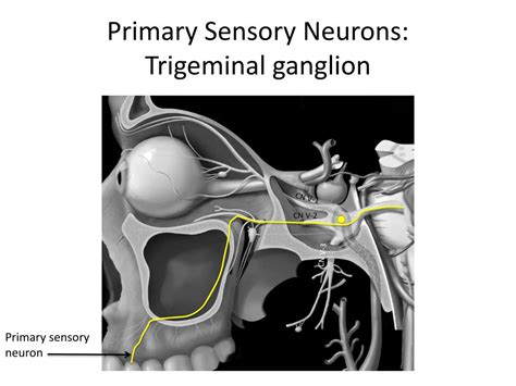 Ppt 04 The Trigeminal System Powerpoint Presentation Free Download