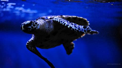 Gesucht wurden für ein paar drehtage geeignete räumlichkeiten, personal und equipment in süddeutschland. 1920x1080 Wallpaper Aquarium. Full HD 1920x1080 - Bilder ...