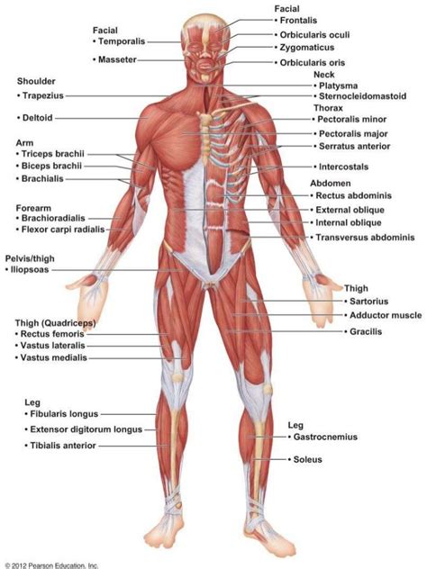 We think this is the most useful anatomy picture. Major Anterior Muscles | Anatomy | Human muscle anatomy ...