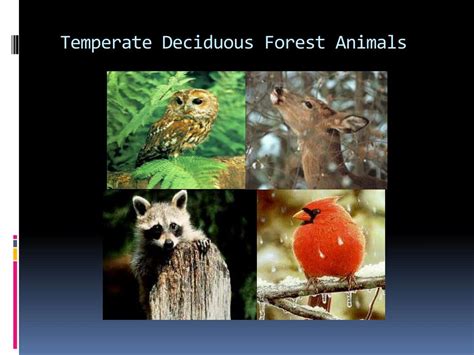 Temperate Deciduous Forest Animals Sincere Collective