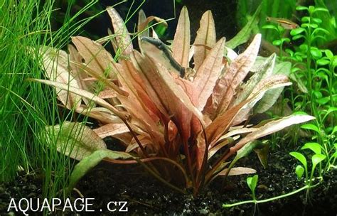 This is a short how to plant and a little tip to help your. Cryptocoryne flamingo | Freshwater aquarium plants ...