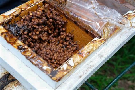 Stingless Honey Bees Beehive Trigona Meliponini Colonies Rearing Stock
