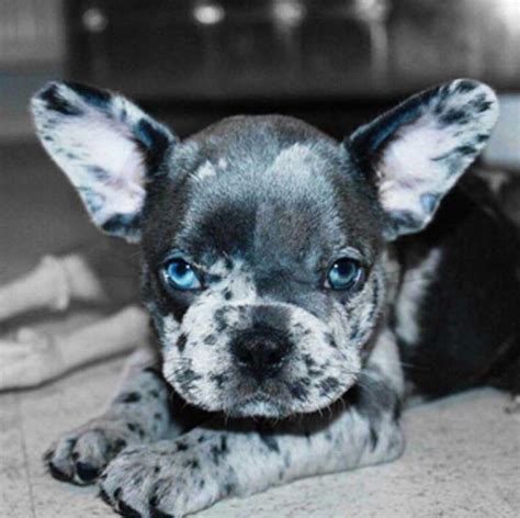 Blue Merle French Bulldog Everything You Wanted To Know Natacha