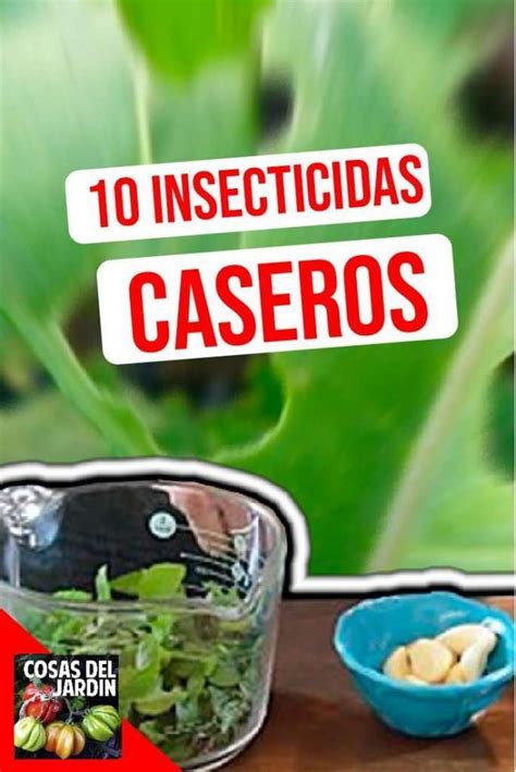 10 Insecticidas caseros orgánicos para controlar las plagas de tu