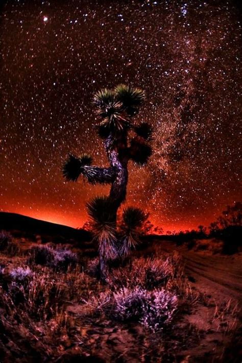 The Joshua Tree At Night By Shane Lund Nature Beautiful Nature