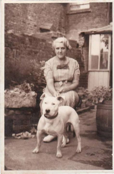 Norwich Uk~circa 1910 Nanny Dog Vintage Dog American Pitbull Terrier