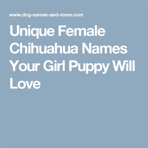 Unique Female Chihuahua Names Your Girl Puppy Will Love Chihuahua Names
