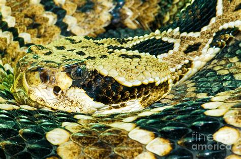 Eastern Diamondback Rattlesnake Photograph By Millard H Sharp Fine