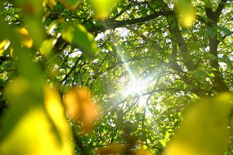 Nature In The Morning The Sun Shines Through The Trees And Leaves