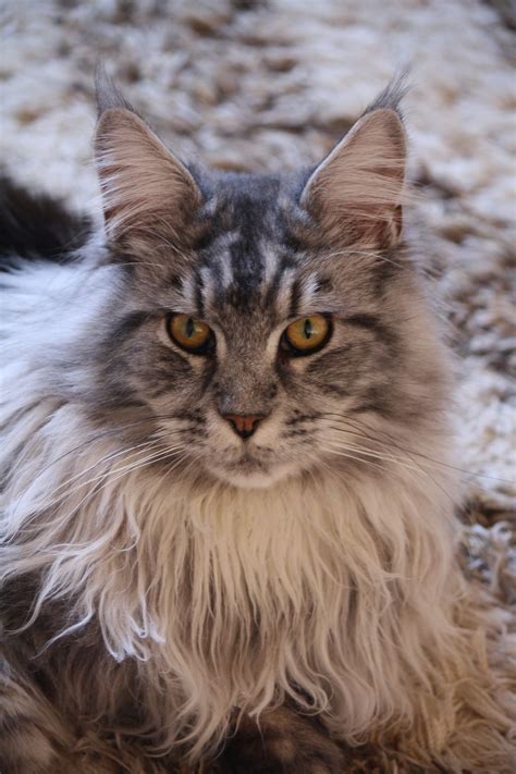 It has a distinctive physical appearance and valuable hunting skills. Pin on Maine Coons