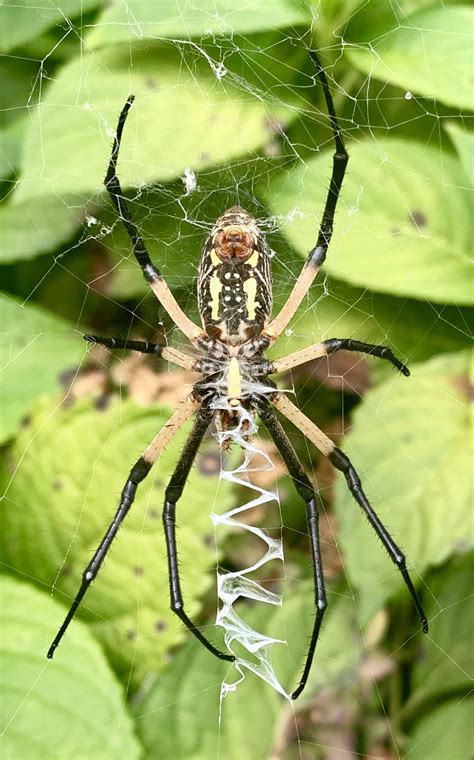 If you have found a spider in arkasnas that is not on our list, make sure to send us a picture via email to usaspiders@gmail.com and we will include it. Unidentified spider in Hot Springs (garland county ...