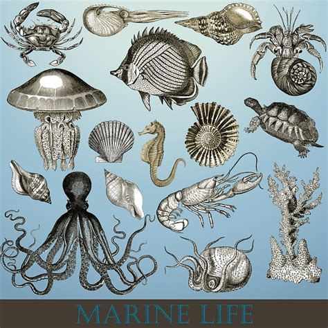 5,474 free images of illustration. Marine Life Sea · Free image on Pixabay