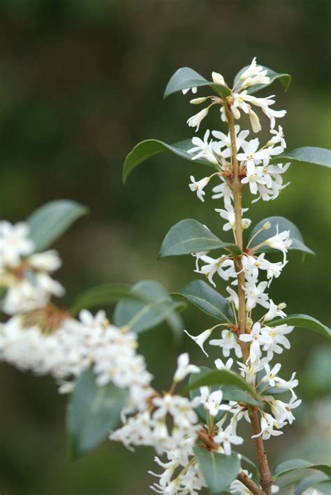 Osmanthus X Burkwoodii Schijnhulst Appeltern Adventure Gardens