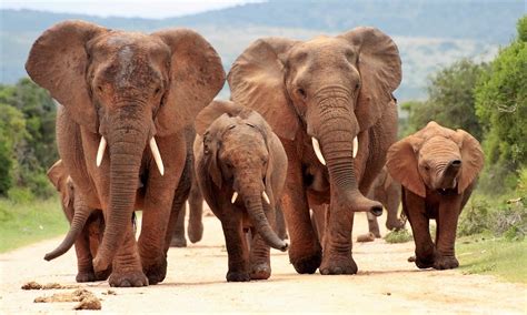 5 Five 5 Addo Elephant National Park Addo South Africa