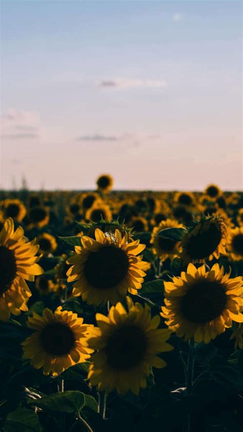 Customize and personalise your desktop, mobile phone and tablet with these free wallpapers! 50+ Yellow Aesthetic Sunflowers HD Wallpapers (Desktop ...