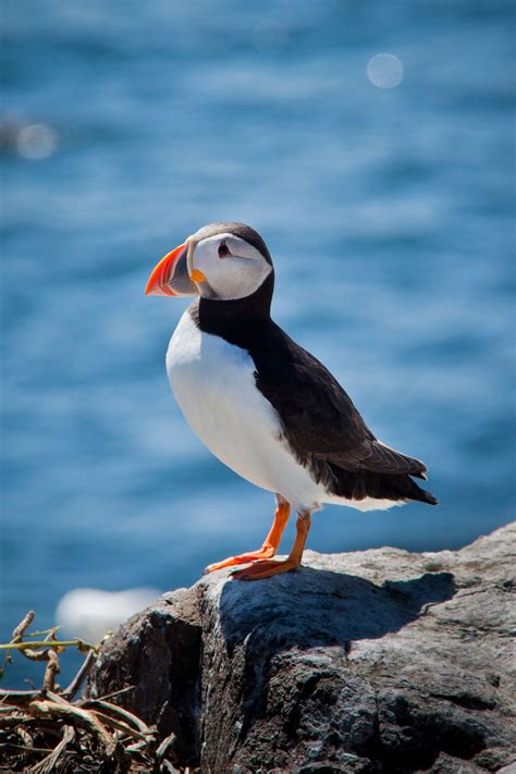 Puffin Puffins Bird Beautiful Birds Sea Birds