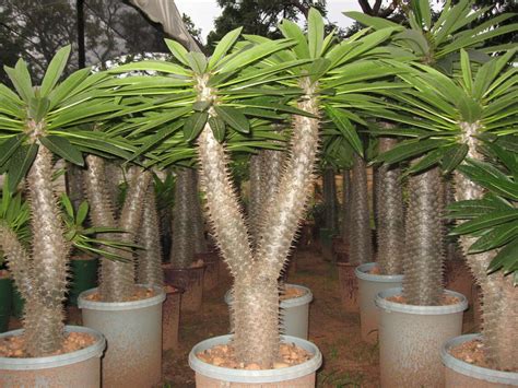 Madagascar Palm 5 Seeds Pachypodium Lamerei Etsy