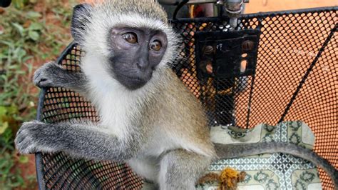 Monkey Causes National Power Cut In Kenya Newshub