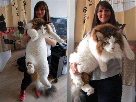 Samson El Gato Más Grande De Nueva York Que Pesa Casi 13 Kilos Y Mide