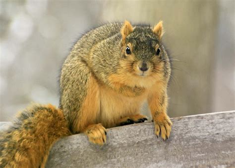 Red Fox Squirrel Please Sir Just A Nut Or Two Will Do Fox Squirrel