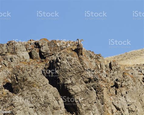 Bighorn Sheep Looking Down A Cliff Stock Photo Download Image Now