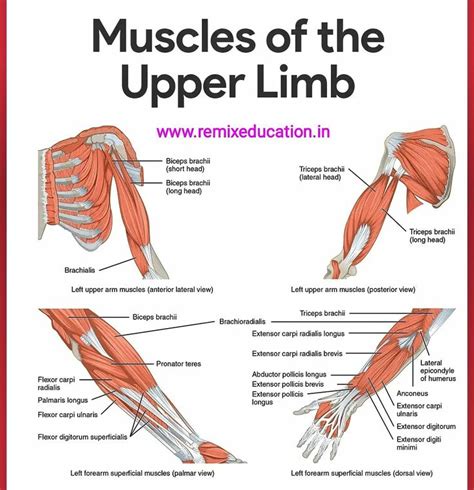 Muscles Of The Upper Limb In 2020 Facial Muscles Muscle Body