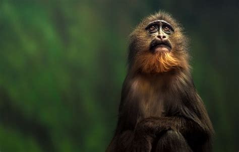Wallpaper Animal Monkey Primate Eyes Hair Wallpapers Animals