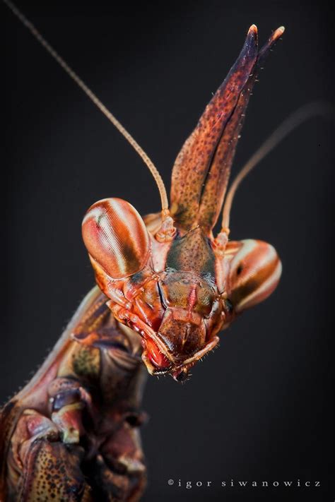 Mantis Praying Mantis Macro Photography Insects Insect Photography