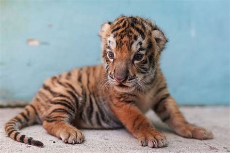 Nace nuevo cachorro de tigre de Bengala en el Zoológico Nacional de