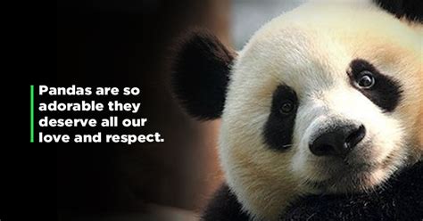 Why We Will Always Be In Love With Pandas