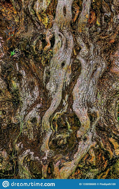Tree Bark Texture Details Stock Image Image Of Natural