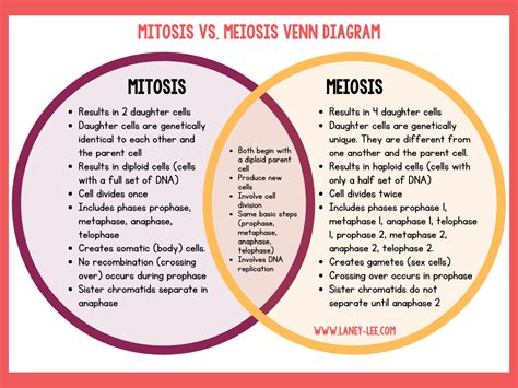 Mitosis Meiosis Comparison Worksheet Mitosis And Meiosis Mcat Cheat