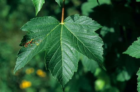 Érable Sycomore Acer Pseudoplatanus Biodivcévennes Parc National