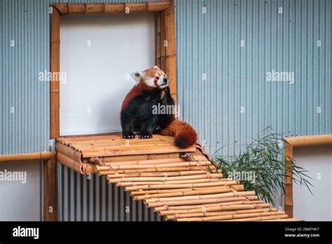 Red Panda Sitting Next To A Door To An Indoor Enclosure At The Zoo