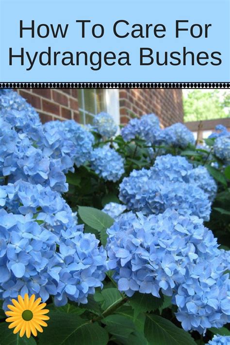 Hortensia Hydrangea Hydrangea Bush Hydrangea Care Hydrangea Not