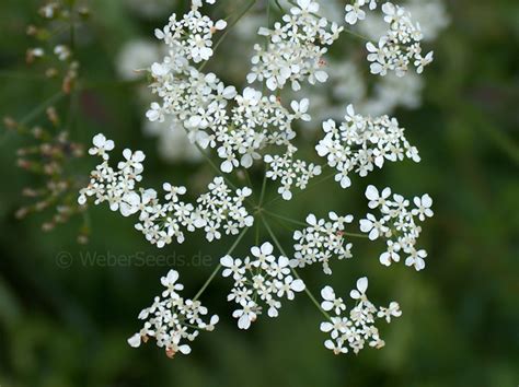 Anthriscus Sylvestris Cow Parsley Seeds Plants