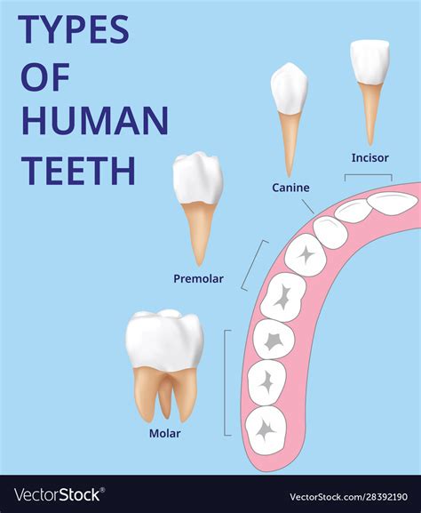 Types Human Teeth Human Bone Anatomy Royalty Free Vector