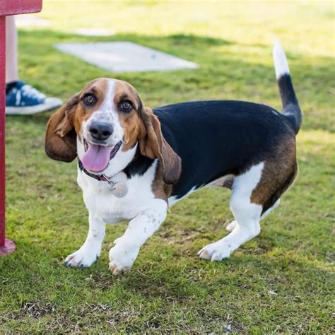 15 Beagles Mixed With Basset Hound The Paws