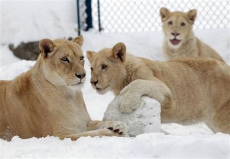Snow Animals Lions Info And Pictures All Wildlife Photographs
