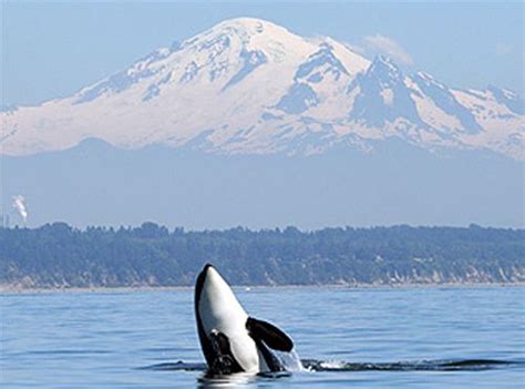Orcas Are Frequent Sights In Washingtons Puget Sound Here Mt Baker